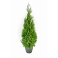 thumbnail image 2 of Arbre de cèdre, 2 of 2