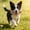 Brown_New#135231, variant on Dog Chew Toys for Teething Puppies - Long Lasting Bone Shape Dental Chew Sticks for Anxiety Relief