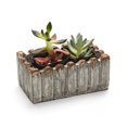 thumbnail image 1 of Ensemble-cadeau de Succulentes Vivantes de 2 Po - Deux Plantes, 1 of 1