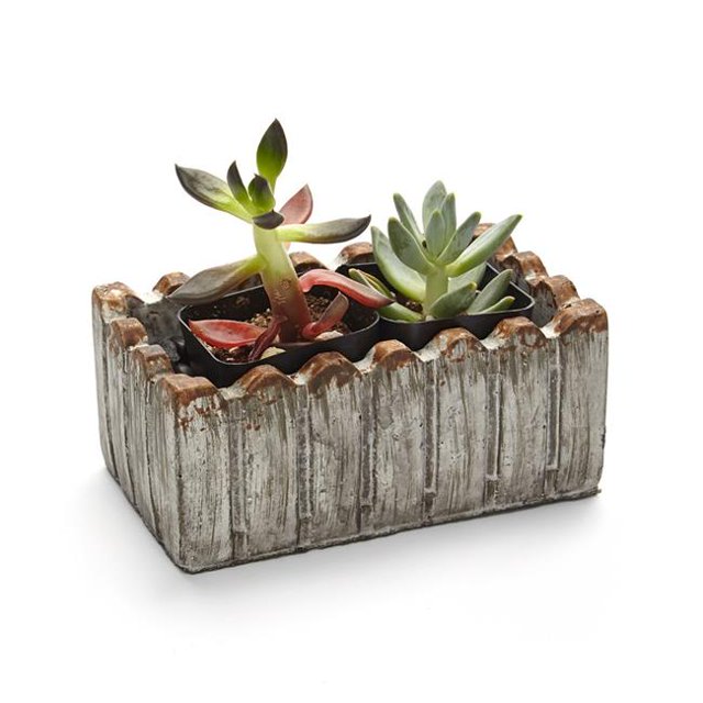 Ensemble-cadeau de Succulentes Vivantes de 2 Po - Deux Plantes