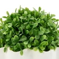 thumbnail image 3 of Anko Artificial Topiary in Wave Pot, 3 of 5