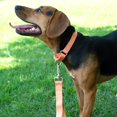 thumbnail image 2 of Country Brook Petz Martingale Dog Collar - Heavy-Duty Training Collar with No Buckle - Service Dog Collar for All Pups - Vibrant, Colorful Collection (Mango, 1 Inch, Large), 2 of 8
