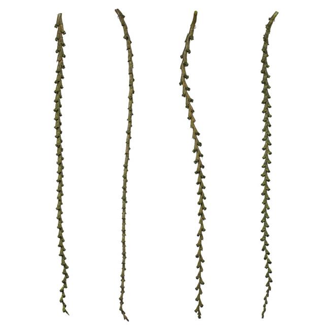 Vickerman H2LXL100 Échelle de Basilic 40-48 Po. Branches - Extra Grand