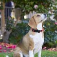 thumbnail image 5 of Adjustable pet collar Heat transfer printed dog collar for medium size, 5 of 5