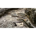 thumbnail image 4 of Planet Earth II/Blue Planet II (4K Ultra HD + Blu-ray) [UHD], 4 of 11