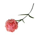 thumbnail image 1 of Artificial Carnations Silk Flower Bridal Hydrangea Home Mothers/Teachers Day, 1 of 1
