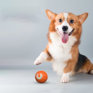 Dog Toys Bouncy Relieve Boredom Small Toy Solid Dog Toys