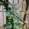 thumbnail image 4 of HOARBOEG 100pc 13/23cm Multipurpose Green Binding Tree Vines Plastic Fixed Horticultural Binding Strap Garden Fish Bones Binding Line, 4 of 8