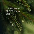 thumbnail image 5 of Thymes Frasier Fir Gold 3 Wick Candle 17oz, 5 of 5