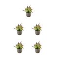 thumbnail image 1 of Decodeary Green Eco-friendly Artificial Money Tree In Pot Long-lasting Durability Realistic Appearance purple rose 5Set, 1 of 6