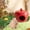 Red#2, variant on Reindeer Hamster Bed Safe Half Enclosed Pet Nests For Small Animals Hamsters Guinea Pigs Squirrels Hedgehog Rabbits Etc