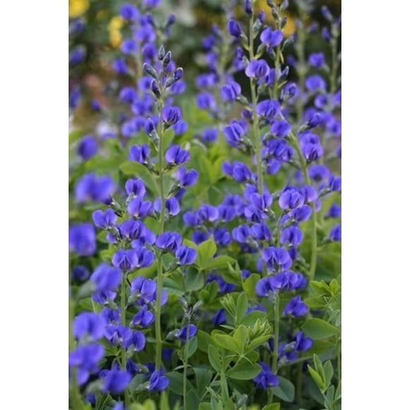 50 Graines de Fleurs d'INDIGO Sauvage Bleu (Faux Indigo) Baptisia Australis
