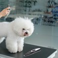 thumbnail image 3 of WASHWEPE Tondeuse pour Animaux de Compagnie USB Rechargeable pour la Coupe de Cheveux et le Rasage des Pattes avec Design Compact et Couleurs Assorties, 3 of 8