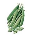 thumbnail image 1 of Burpee Graines de Haricot Buisson Italien Précoce 2 Onces de Graines, 1 of 1