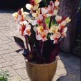 thumbnail image 1 of TASC Flower Bulbs Canna Indica Hybrid Angel Martin (3 Bulbs), 1 of 1