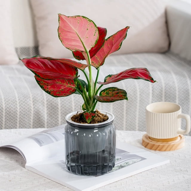 Self Watering Pots for Indoor Plants Self Watering Planter Clear Self Watering Pots Self Watering Pot Self Watering Planters for Indoor Plants Hydroponic Small Potted Pots Desktop Plastic Flower Pots