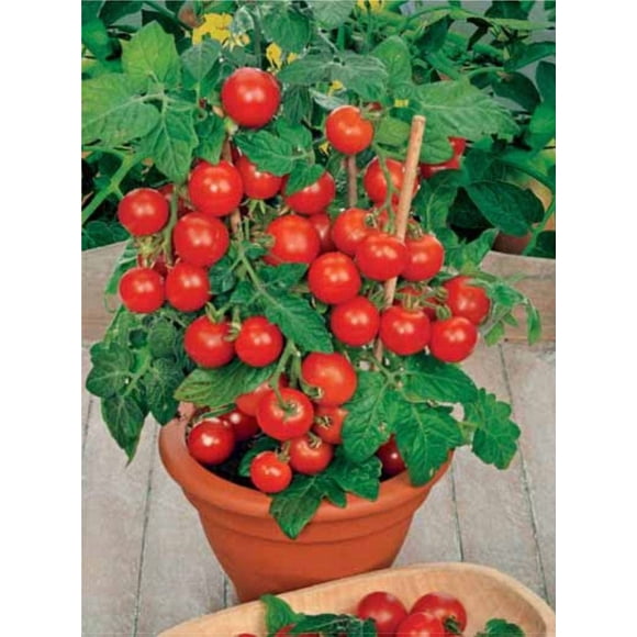 GSDWIUEW Seeds Indoor Tomato Dwarf in Pot Red Early Heirloom Vegetable for Planting