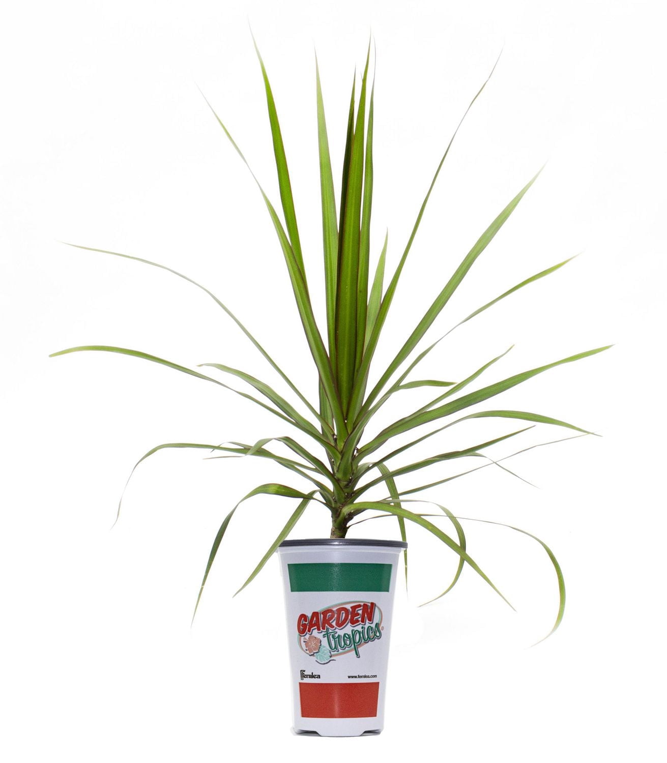 Garden Tropics #4.33 Marginata Tropical Plant