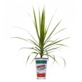 thumbnail image 1 of Garden Tropics #4.33 Marginata Tropical Plant, 1 of 2