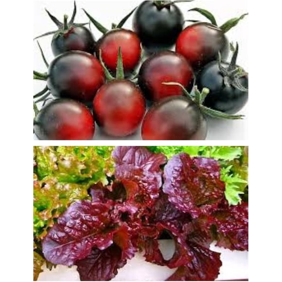 GSDWIUEW Tomato Seeds Heirloom Tomato and Lettuce Seeds Combo Pack 25+ Dancing Smurfs Cherry Seeds Plus 1000+ Outrageous Red Bowl Lettuce Seeds Heirloom Seeds. Perfect Companion Plants.