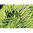thumbnail image 3 of Fournisseur de Graines de Haricot Buisson, 3 of 3