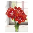 thumbnail image 1 of BULBES À FLEURS TASC - AMARYLLIS HAPPY NYMPH - 1 BULBE, 1 of 1