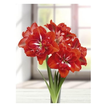 BULBES À FLEURS TASC - AMARYLLIS HAPPY NYMPH - 1 BULBE