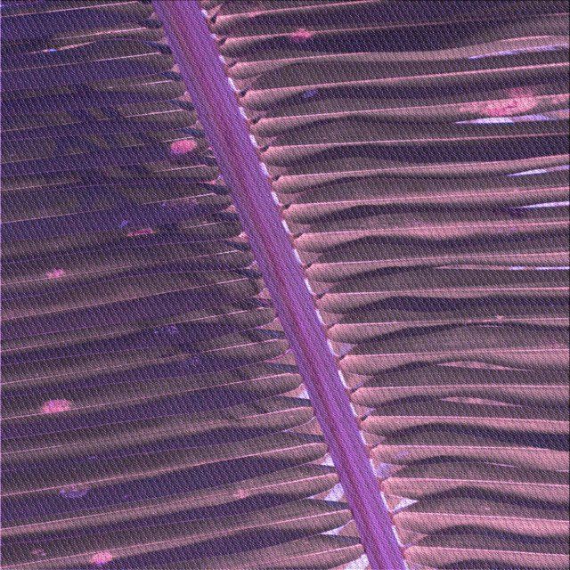 Ahgly Tapis d'Intérieur Lavable en Machine Carré Transitionnel Orchidée Violet, 8 Pieds Carré