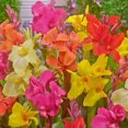 thumbnail image 2 of Flower Bulbs -  Canna Indica Hybrid Assorted (5 Bulbs), 2 of 2