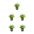 thumbnail image 1 of Redempat Plastic Easy To Clean Artificial Succulent Realistic Appearance Long-lasting Durability Eco-friendly blue babysbreath 5Set, 1 of 6