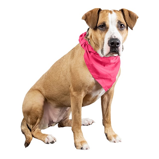3 Pcs Plain Cotton Pets Dogs Bandana Triangle Shape - Large & Washable (Hot