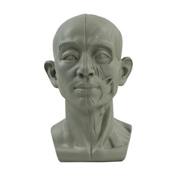 Planar Head Model For Artists Learn Planes of Face Human Head Model GT X1 Hot C9 N1F7