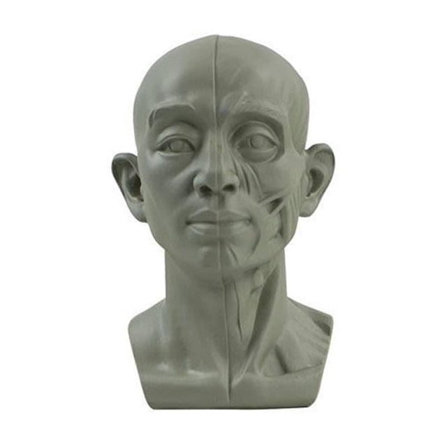 Planar Head Model For Artists Learn Planes of Face Human Head Model GT X1 Hot C9 N1F7