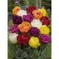 thumbnail image 1 of Tulip ‘Double Early’ Bright Assorted Flower Bulbs – Perennial Spring-Blooming Tulip Bulbs, 1 of 2
