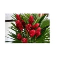 thumbnail image 3 of Hawaiian Tropical Flower Plant Roots - Bamboo Orchids - Hibiscus - Ginger -Ti Logs (Red Ginger Root), 3 of 4