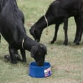 thumbnail image 2 of Farm Innovators Bol d'Eau Chauffant Premium de 60 Watts pour Chien et Chat, Bleu, 2 of 7