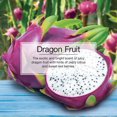 thumbnail image 3 of LITTLE TREES air freshener Dragon Fruit 3-Pack, 3 of 8