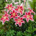 thumbnail image 1 of TASC Bulbes à fleurs- Fleurs de lys (9 Bulbes), 1 of 2
