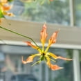 thumbnail image 3 of HJADGG Bulbes de Rothschildiana Gloriosa (Lys de Feu/lys en Flammes) - Vigne Grimpante Exotique Fleur 8 Pcs / 20 Pcs Floraisons Rouges et Jaunes Vibrantes pour Jardin et Contenants (Orangey Rose,8), 3 of 6