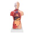 thumbnail image 2 of Sonew 28cm Science Tech Human Torso Model Educational Classroom Model, 2 of 8