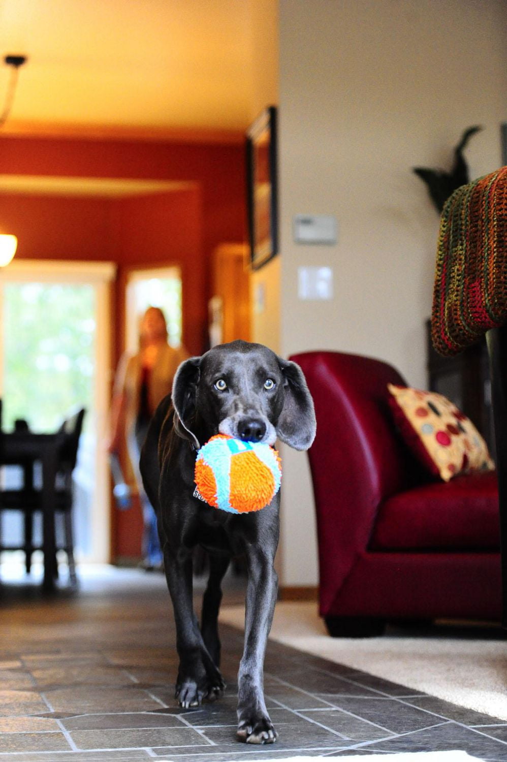 Chuckit! Jouet d'intérieur pour chien