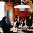 thumbnail image 4 of MLINS Livestock Heating Light Piglet Heating Preservation Lamp Livestock Lamp, 4 of 6