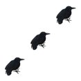thumbnail image 2 of kurtrusly Horreur Accessoires pour Halloween - Haute Simulation Ornement de Corbeau Noir pour Corbeau Volant 3Set, 2 of 6