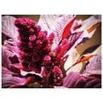 thumbnail image 3 of 500 Graines d'Amarante Cruentus Amaranth Rouge Minuit Fleur Feuille Légume, 3 of 7