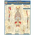 thumbnail image 1 of BarCharts- Inc. 9781572227545 Origines Musculaires &amp; Insertions, 1 of 1