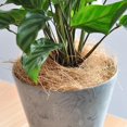 thumbnail image 4 of 500g Coconut Husk Fiber Orchids Crafts Planting Accessories, 4 of 8