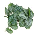 thumbnail image 1 of Reptiles Simulation Laisse Décoration, Fausses Feuilles en Plastique Fade Résistant Naturel Couleur des Feuilles pour Reptile Réservoir, 1 of 8