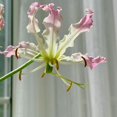 thumbnail image 2 of GSDWIUEW Bulbes de Rothschildiana Gloriosa (Lys de Feu/lys en Flammes) - Vigne Grimpante Exotique Fleur 8 Pcs / 20 Pcs Floraisons Rouges et Jaunes Vibrantes pour Jardin et Contenants (Rose,8), 2 of 6