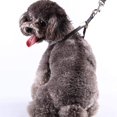 thumbnail image 4 of Dog Harness for Cats for Hiking Soft Air Mesh Vest for Small Dogs Cats (Red,M), 4 of 8