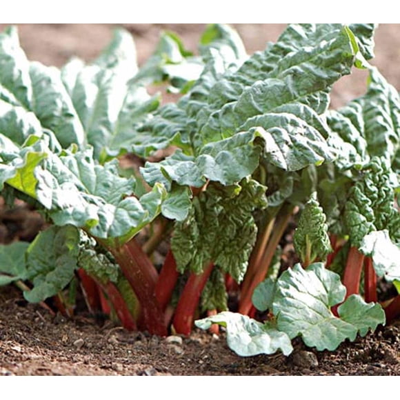 GSDWIUEW Rhubarb (Victoria) Seeds, 20+ Seeds, Organic, , A True Perennial, Rhubarb adds sculptural Beauty to The Garden. Do not eat The Leaves. Only Consume The stalks.
